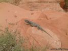 ValleyOfFire2007-078.jpg