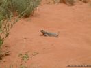 ValleyOfFire2007-132.jpg